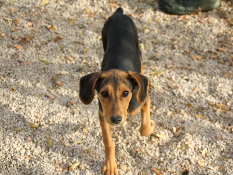 Zuckersüße FUTURE hofft, dass ihr die Zukunft bald ein tolles Zuhause bringt