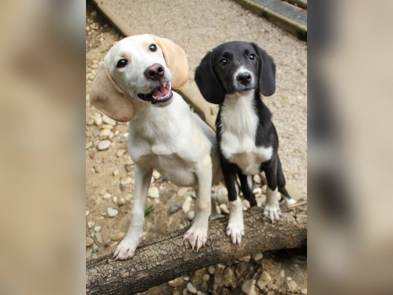 FLAVIA - wer bringt ihre Augen zum strahlen?