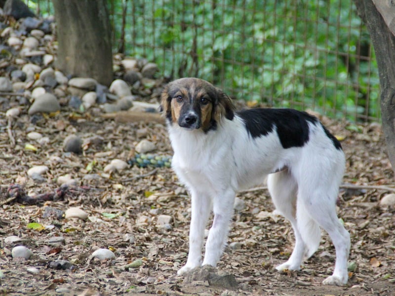 Zuckersüße JULIANA ist ein Engel auf vier Pfoten