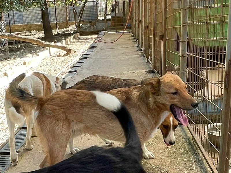 Aufgepasst - hier ist der charmante Traumhund ALAN