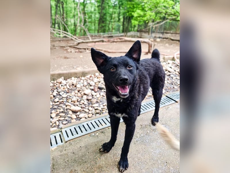 Niedliche BILLIE könnte dein Herzenshund werden