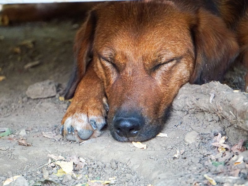 Zauberhafter DARIO - Herzenshund, Knutschkugel und Zuckerbub Zauberhafter DARIO - Herzenshund, Knutschkugel und Zuckerbub