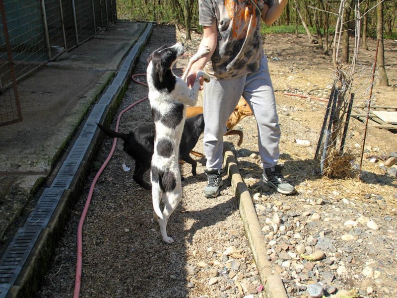 Halli-Hallo, ich bin der zuckersüße ILIAS und suche ein liebevolles Zuhause