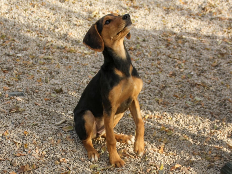 Zuckersüße FUTURE hofft, dass ihr die Zukunft bald ein tolles Zuhause bringt