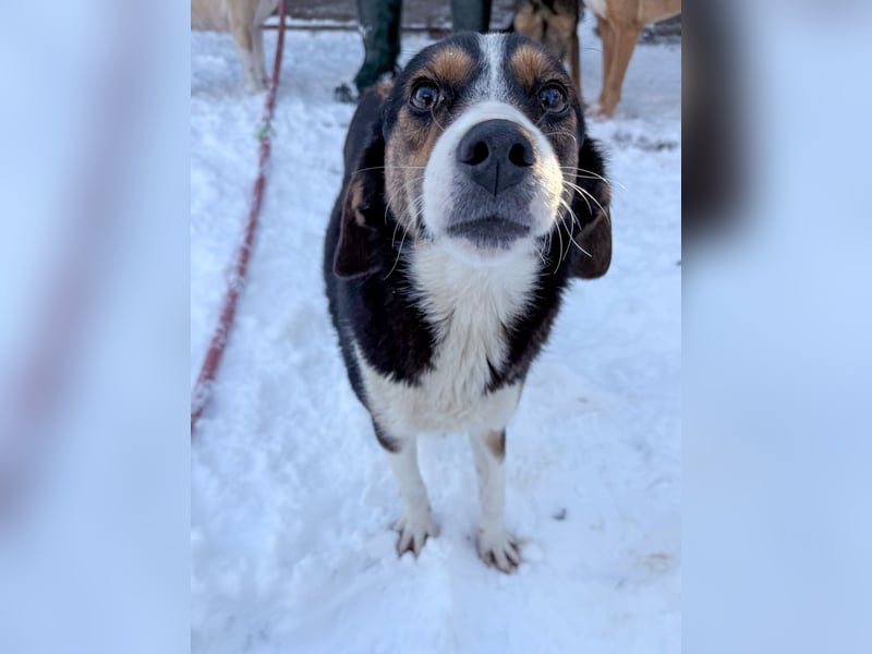 Zuckersüße LOARA sucht ihr Für-Immer-Zuhause