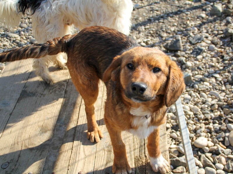 Zauberhafter DARIO - Herzenshund, Knutschkugel und Zuckerbub Zauberhafter DARIO - Herzenshund, Knutschkugel und Zuckerbub