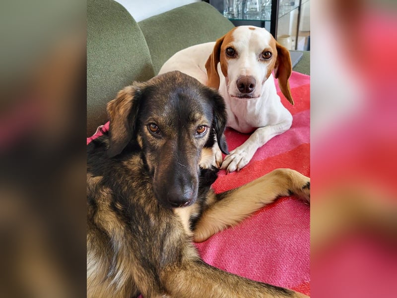 Schmusehund FICO möchte auf seiner PS in Erlangen von dir besucht werden! Komm vorbei!
