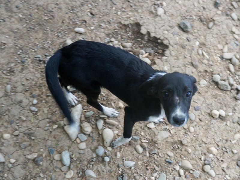 FLAVIA - wer bringt ihre Augen zum strahlen?