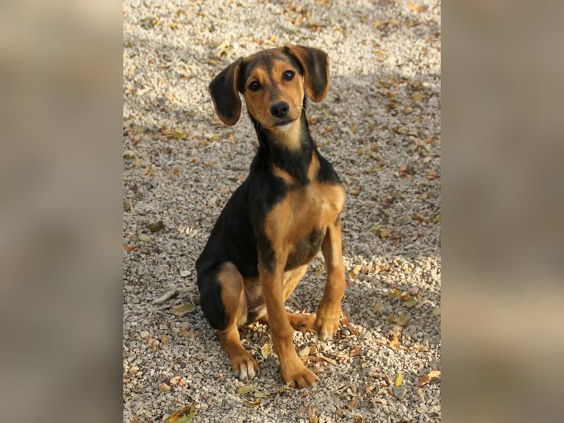 Sanfte und verschmuste FUTURE sucht ihr Kuschelkörbchen für Immer