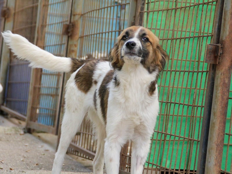 WILHELM wunderhübsch und schlau !