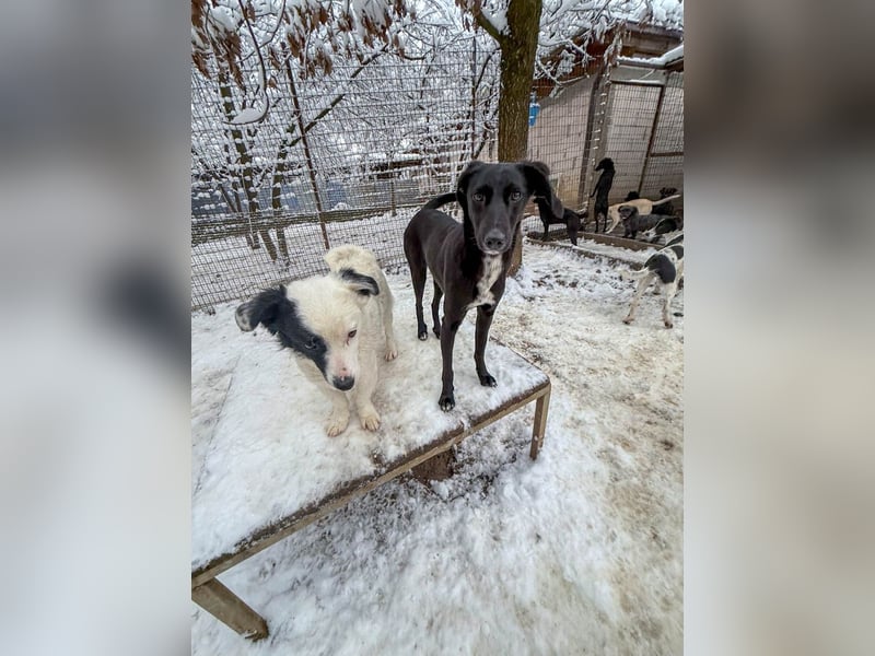 Kuscheln und Spielen im eigenen Zuhause, davon träumt die liebe IRMA