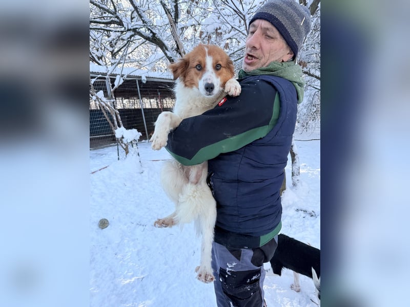 Halli-Hallo, ich FRIEDRICH, suche ein liebevolles Zuhause