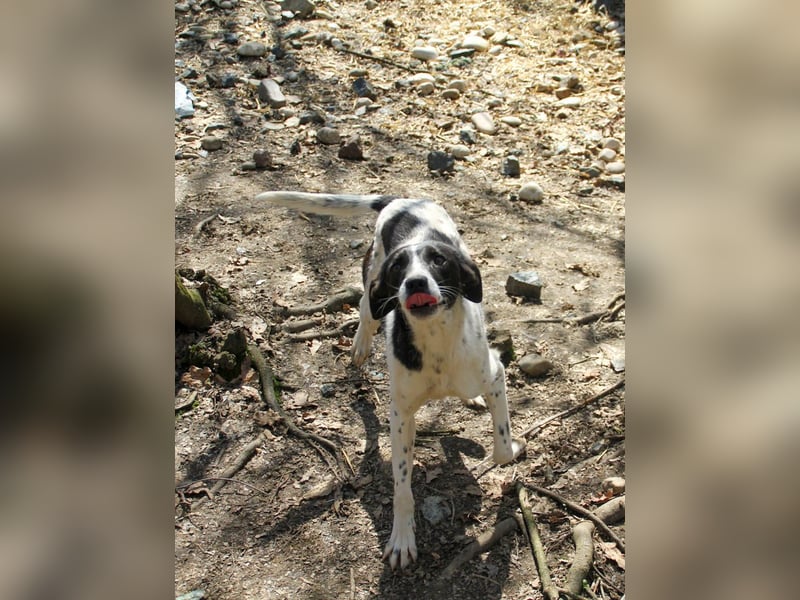 Halli-Hallo, ich bin der zuckersüße ILIAS und suche ein liebevolles Zuhause