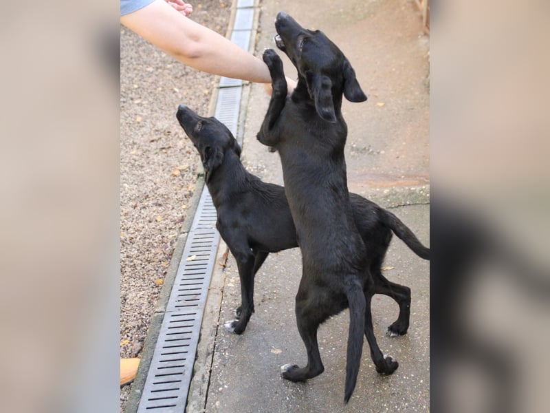 Bäuchleinkrauler gesucht für zuckersüße IRMA gesucht !