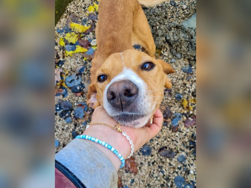 Freundlicher BARK möchte dich um seine hübschen Pfoten wickeln