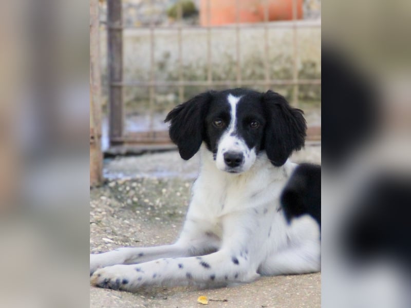 Sanfte und verschmuste IRNEA sucht ihr Kuschelkörbchen für Immer