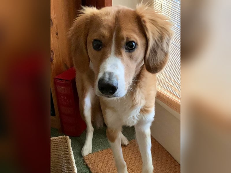 Zurückhaltende MILEY sucht geduldiges Zuhause