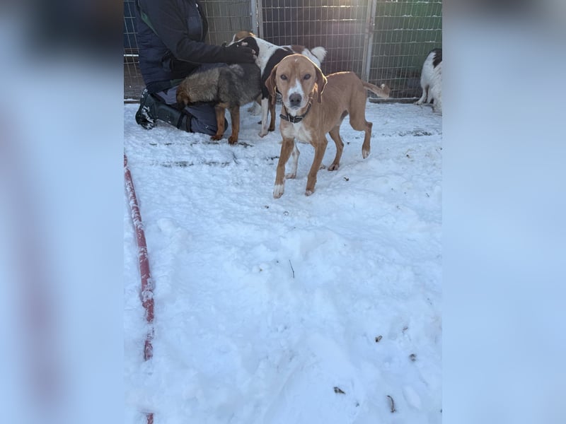 Freundlicher BARK möchte dich um seine hübschen Pfoten wickeln