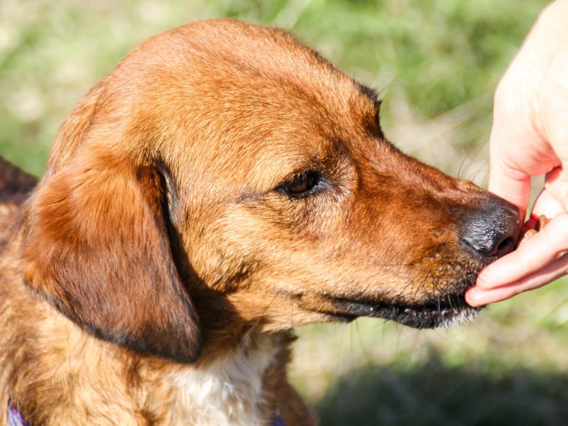 Zauberhafter DARIO - Herzenshund, Knutschkugel und Zuckerbub