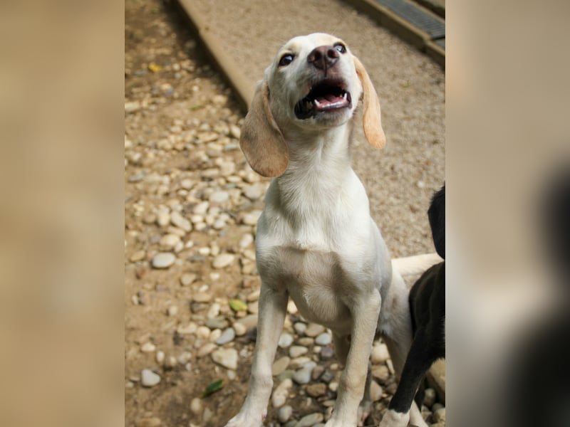 TIAGO - will Dich verzaubern TIAGO - will Dich verzaubern