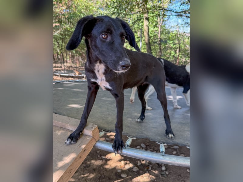 Bäuchleinkrauler gesucht für zuckersüße IRMA gesucht !