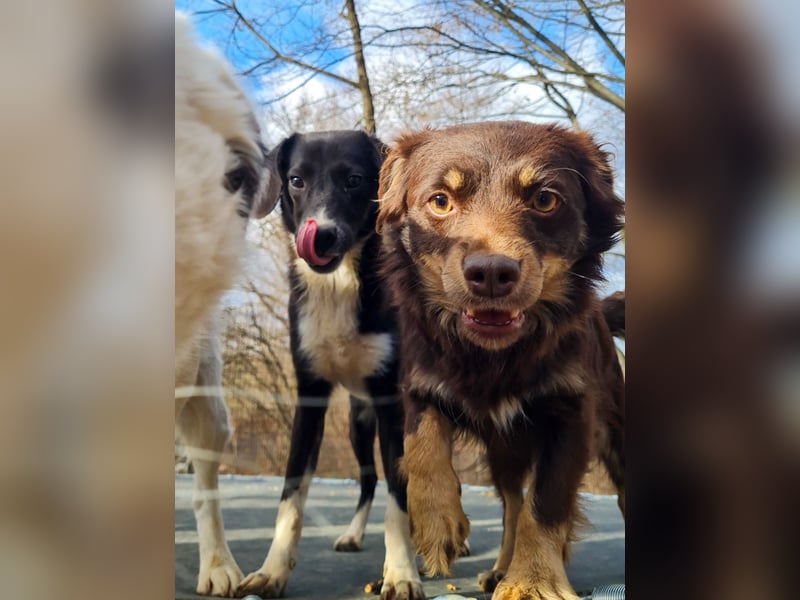 Aufgepasst - hier ist die charmante Traumhündin FLAVIA
