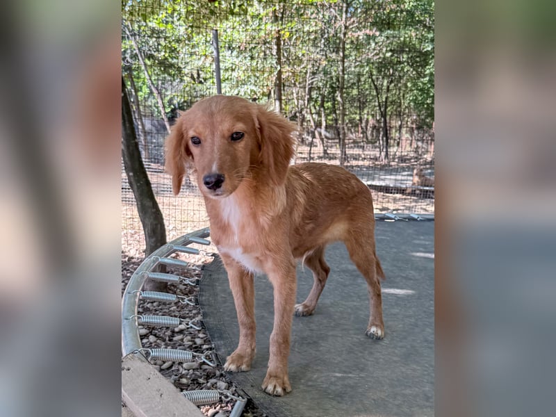Charmanter IGOR sucht ein liebevolles Zuhause Charmanter IGOR sucht ein liebevolles Zuhause