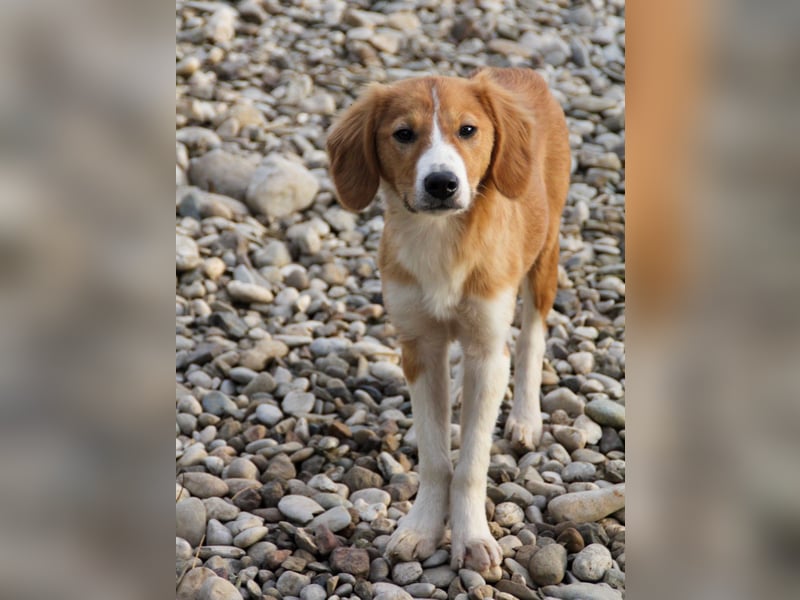 Zurückhaltende MILEY sucht geduldiges Zuhause