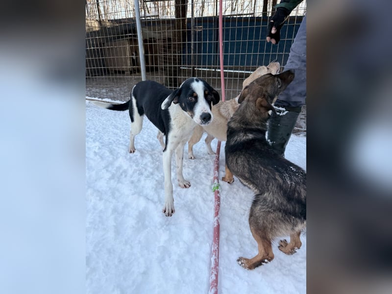 Lebensfroher AURELIO bezaubert durch seine fröhliche und liebe Art