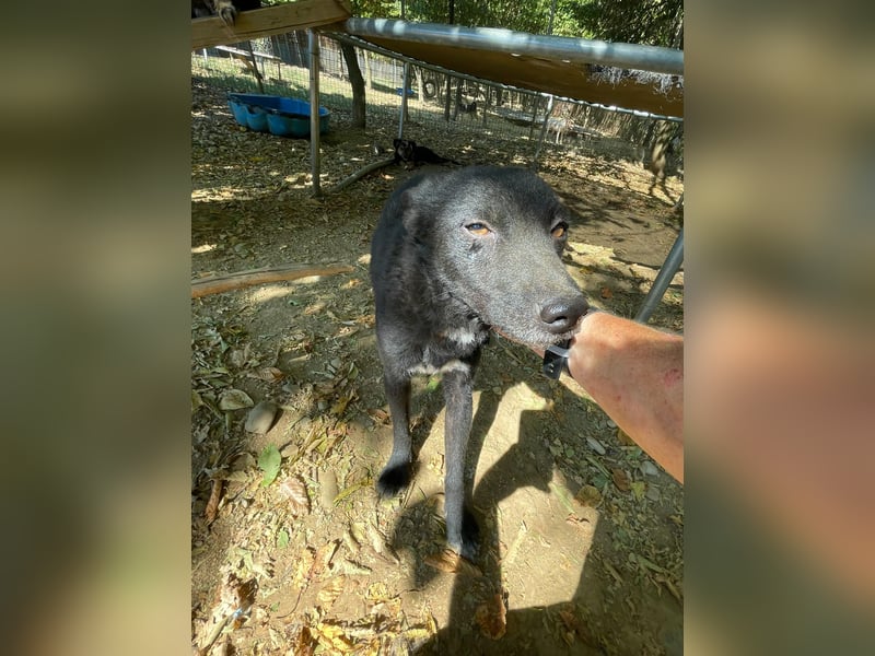 Zauberhafte BILLIE - sanfte Hündin mit einem großen Herz