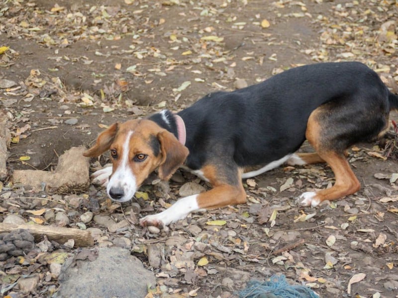 wunderschöne OFELIA, jung, schlau, friedlich