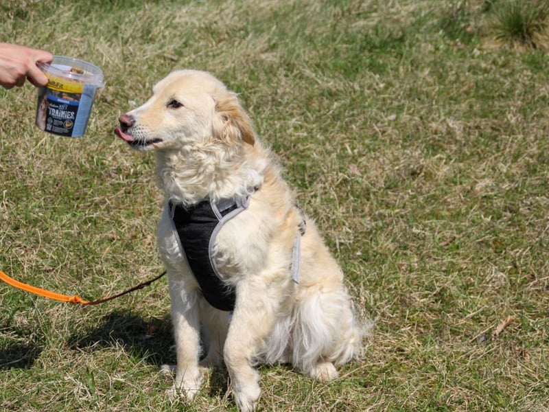 Bezaubernder MAXIM wäre gerne ein geliebtes Familienmitglied