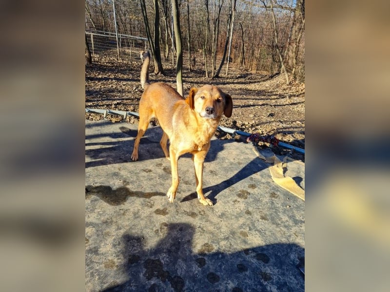 SVEN, liebenswerter Rentner sucht seinen Herzensmensch SVEN, liebenswerter Rentner sucht seinen Herzensmensch