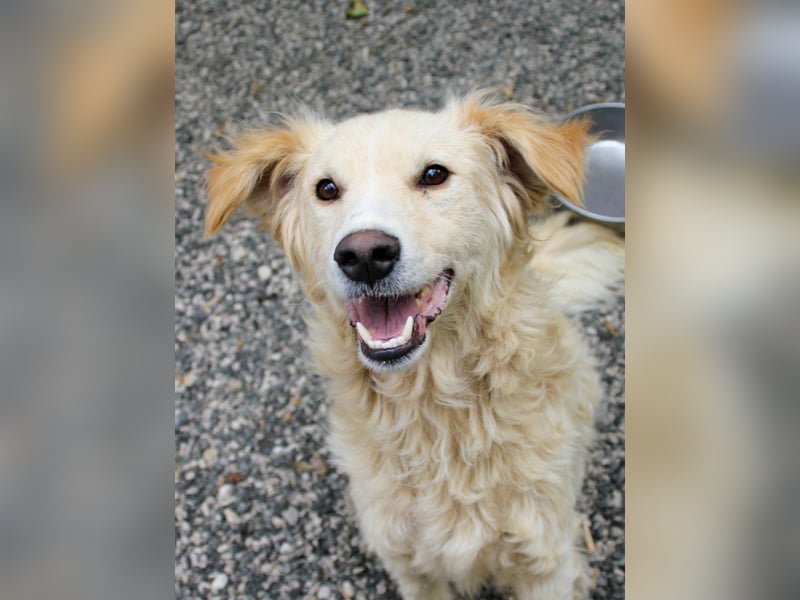 Hoppla - liebenswerter MAXIM möchte on tour gehen