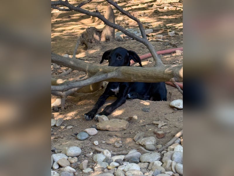 ISIDORA sucht Kuschelpartner fürs Leben