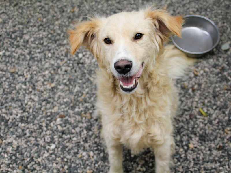 Hoppla - liebenswerter MAXIM möchte on tour gehen
