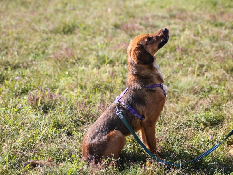 Zauberhafter DARIO - Herzenshund, Knutschkugel und Zuckerbub
