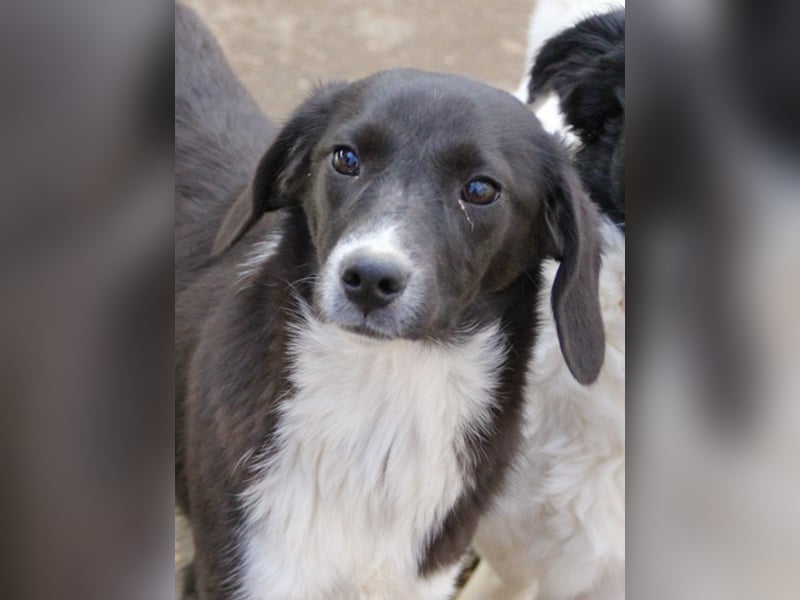 Aufgepasst - hier ist die charmante Traumhündin FLAVIA