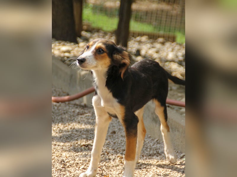 Süßer ILON - ein Herz auf 4 Pfoten