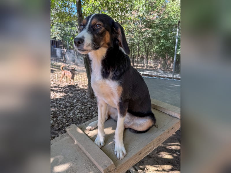 Zuckersüße LOARA - wer bringt ihre Augen zum strahlen? Zuckersüße LOARA - wer bringt ihre Augen zum strahlen?