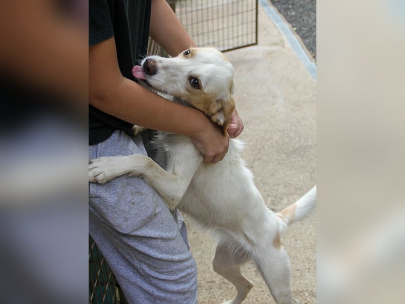 Neugierige LIMA sucht ihr Für-Immer-Zuhause