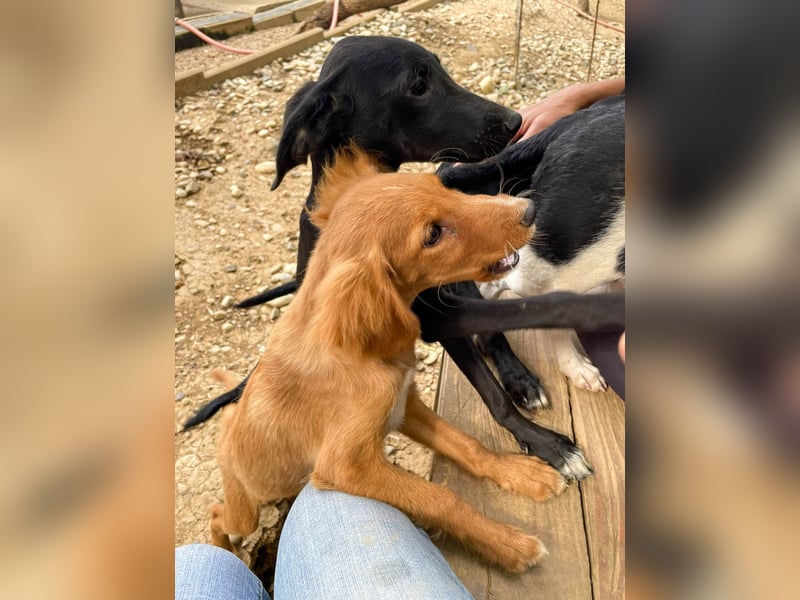 Zuckersüße IRMA ist ein Engel auf 4 Pfoten Zuckersüße IRMA ist ein Engel auf 4 Pfoten
