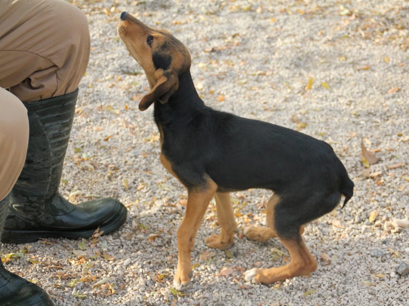Zuckersüße FUTURE hofft, dass ihr die Zukunft bald ein tolles Zuhause bringt