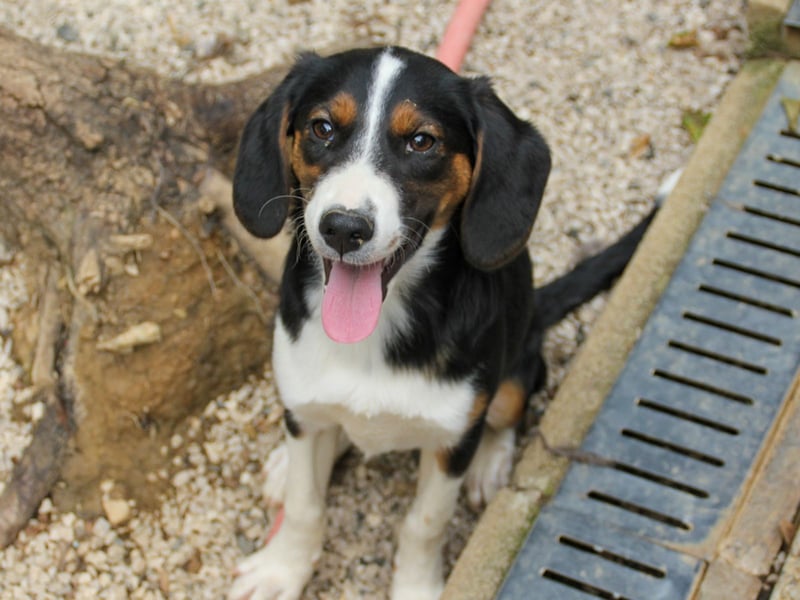 Verspielte, freundiche und verschmuste LOARA sucht ihr liebevolles Zuhause