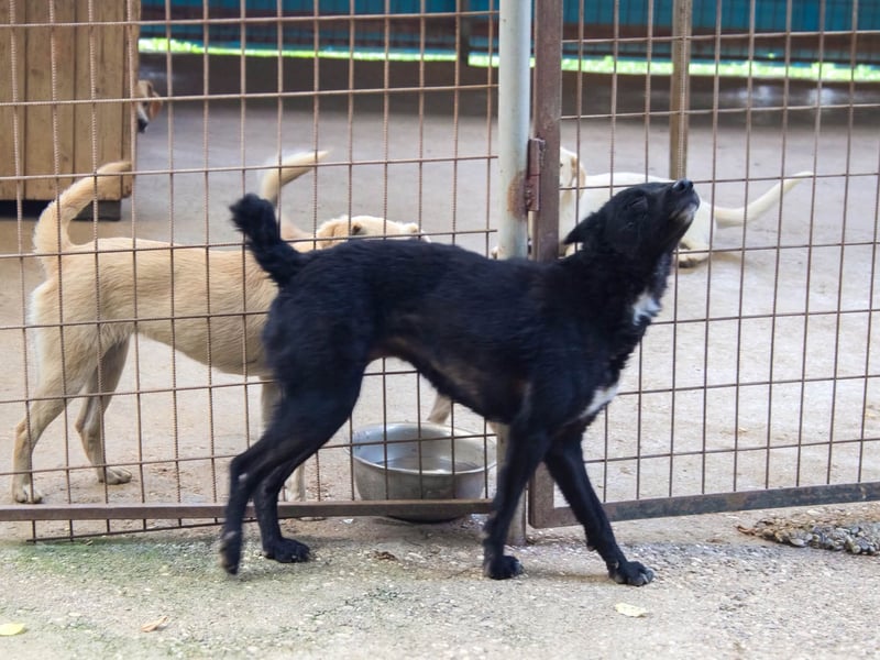 Niedliche BILLIE könnte dein Herzenshund werden