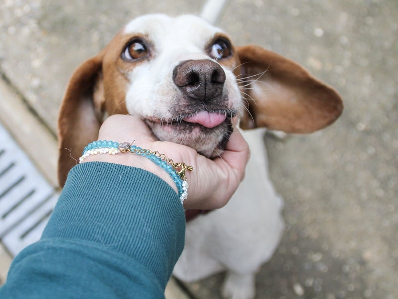 Bäuchleinkrauler für zuckersüßen FICO gesucht !