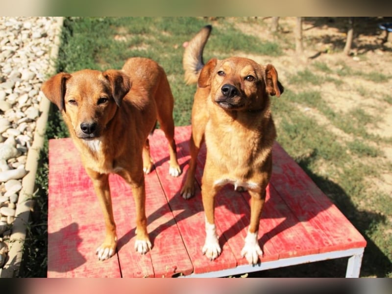 SVEN erfahrener friedlicher Hunderentner - sucht erfahrene Herzensmenschen