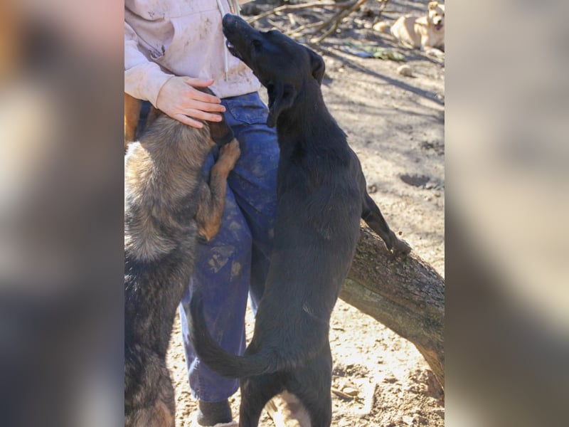 Kuscheln und Spielen im eigenen Zuhause, davon träumt die liebe IRMA