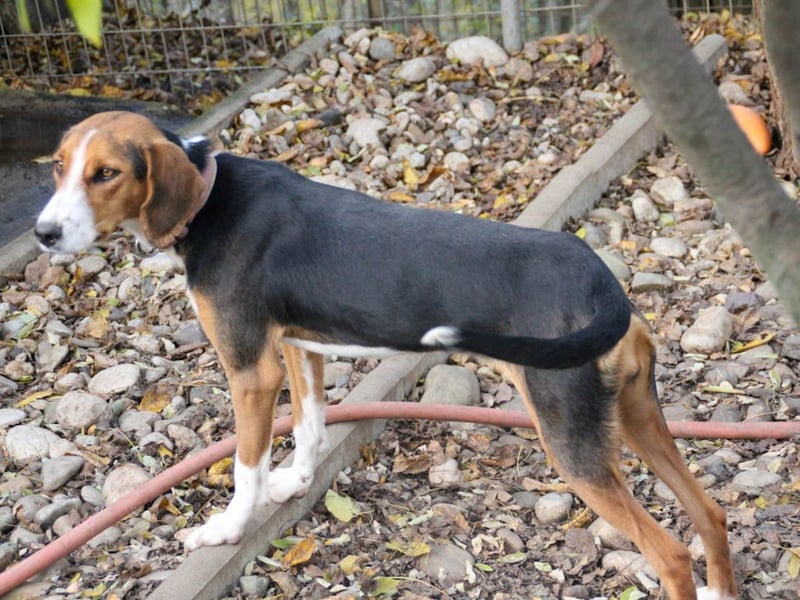 wunderschöne OFELIA, jung, schlau, friedlich