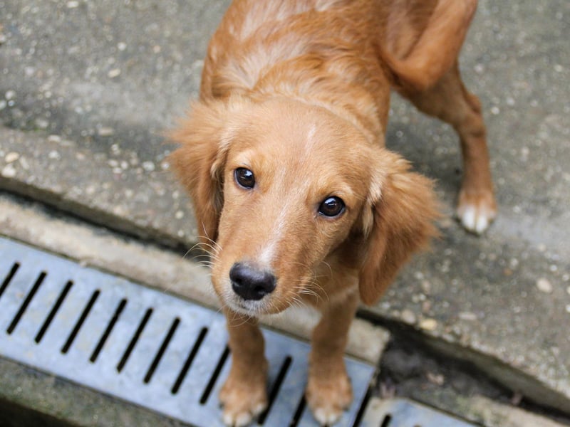 Charmanter IGOR sucht ein liebevolles Zuhause Charmanter IGOR sucht ein liebevolles Zuhause